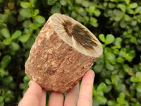 Polished On One Side Petrified Wood Branches x 3 From Gokwe, Zimbabwe