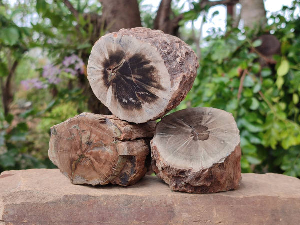 Polished On One Side Petrified Wood Branches x 3 From Gokwe, Zimbabwe