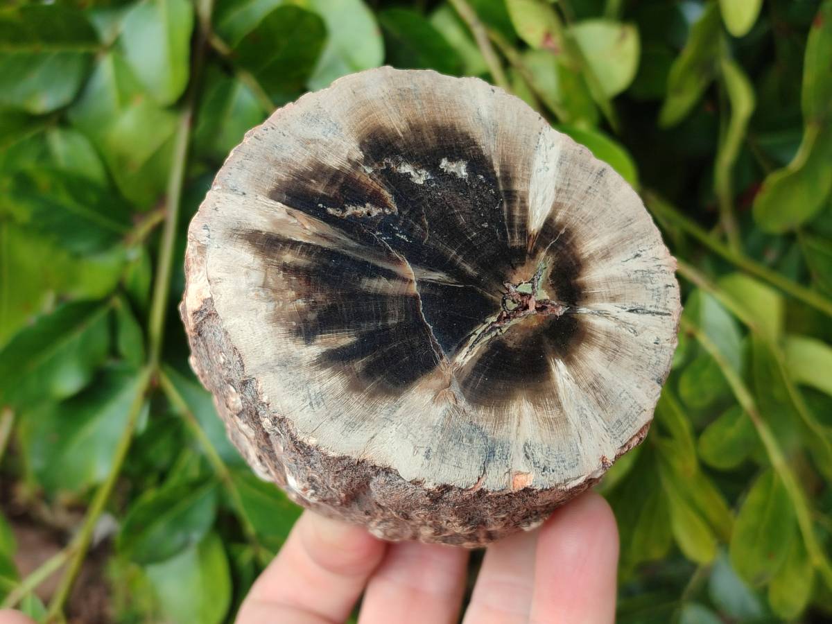 Polished On One Side Petrified Wood Branches x 3 From Gokwe, Zimbabwe - Toprock Gemstones and Minerals 
