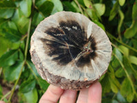 Polished On One Side Petrified Wood Branches x 3 From Gokwe, Zimbabwe