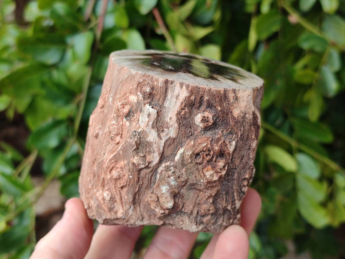 Polished On One Side Petrified Wood Branches x 3 From Gokwe, Zimbabwe - Toprock Gemstones and Minerals 