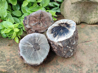Polished On One Side Petrified Wood Branches x 3 From Gokwe, Zimbabwe