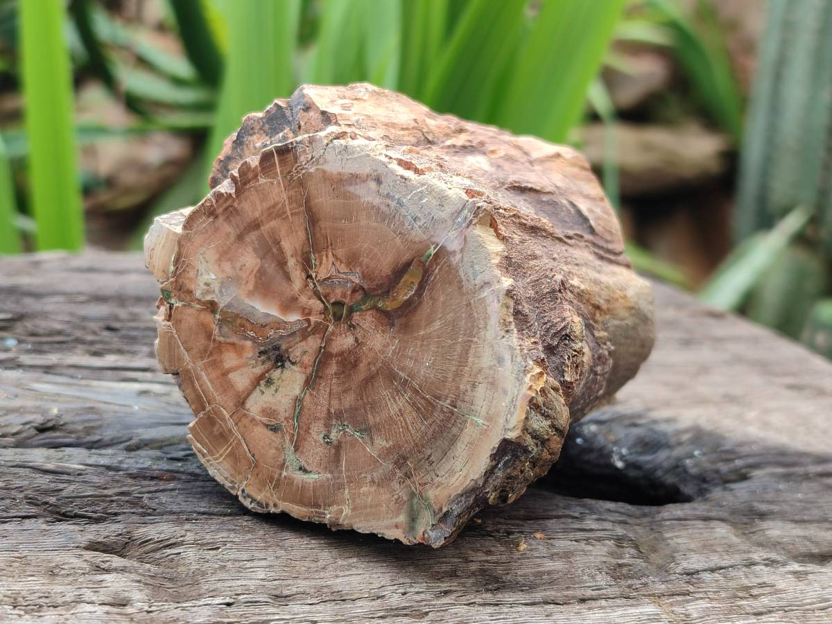 Polished On One Side Petrified Wood Branches x 3 From Gokwe, Zimbabwe - Toprock Gemstones and Minerals 