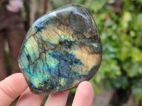 Polished Labradorite Standing Free Forms x 6 From Tulear, Madagascar