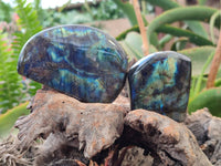 Polished Labradorite Standing Free Forms x 6 From Tulear, Madagascar
