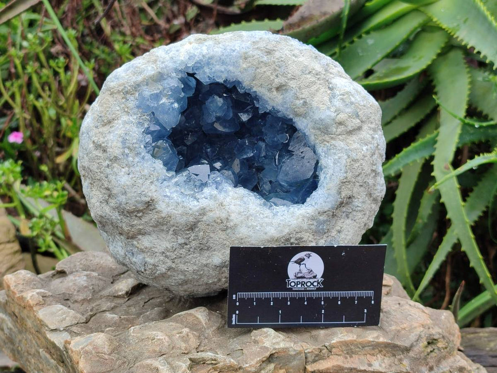Natural Blue Celestite Geode Specimen x 1 From Sakoany, - Toprock Gemstones and Minerals 