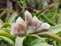 Natural Fairy Spirit Quartz Crystals x 70 From Boekenhouthoek, South Africa