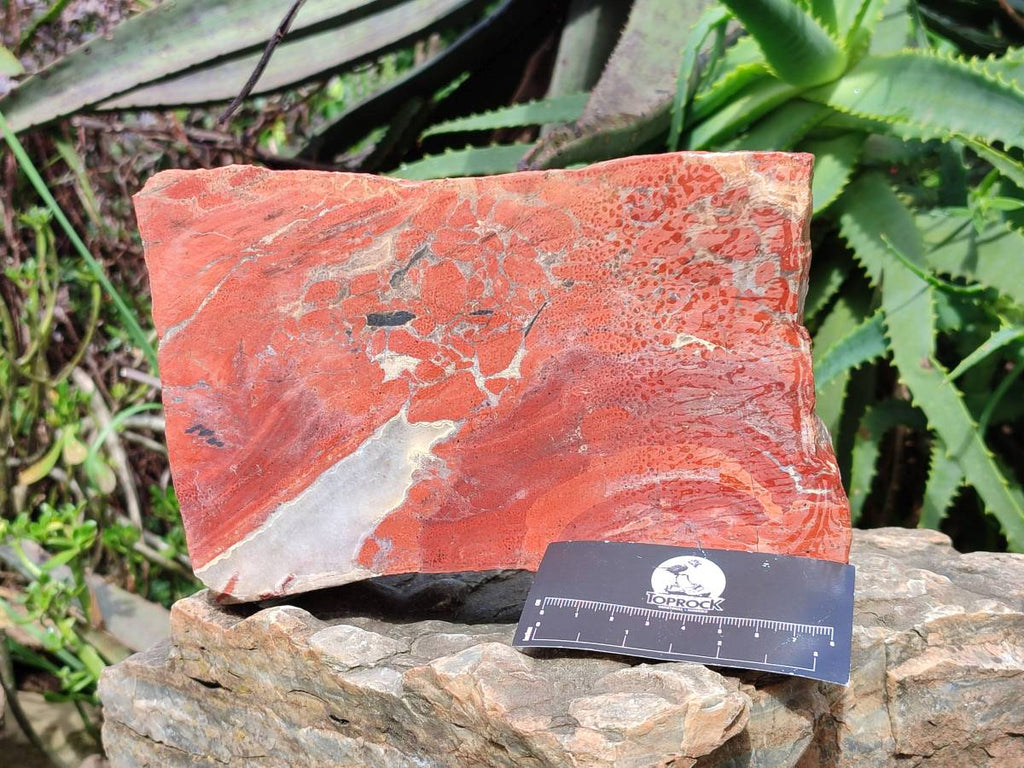 Natural Red Jasper Specimens x 2 From Northern Cape, South Africa - Toprock Gemstones and Minerals 