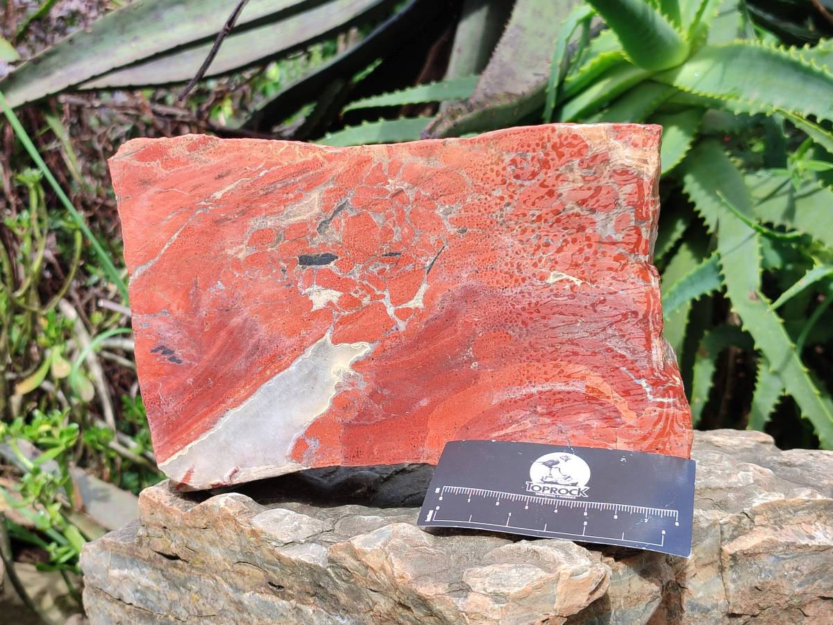 Natural Red Jasper Specimens x 2 From Northern Cape, South Africa - Toprock Gemstones and Minerals 