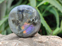 Polished Labradorite Palm Stones x 12 From Tulear, Madagascar