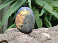 Polished Labradorite Palm Stones x 12 From Tulear, Madagascar