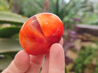 Polished Carnelian Agate Gemstone Galets x 24 From Madagascar