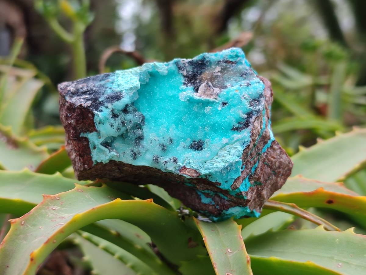 Natural Drusy Coated Chrysocolla Specimens x 6 From Lupoto Mine, Congo - Toprock Gemstones and Minerals 