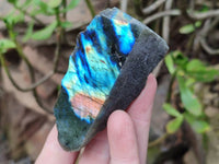 Polished On One Side Labradorite x 12 From Tulear, Madagascar