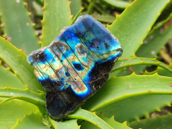 Polished On One Side Labradorite x 12 From Tulear, Madagascar