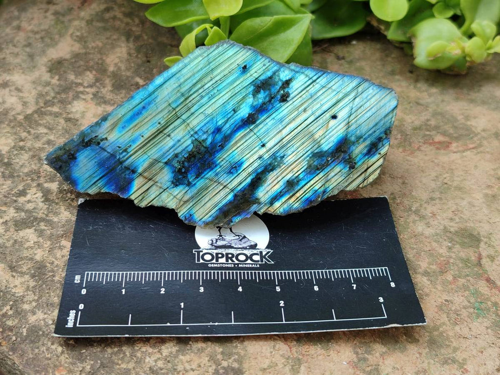 Polished On One Side Labradorite x 12 From Tulear, Madagascar - Toprock Gemstones and Minerals 