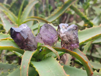 Natural Window Amethyst Crystals x 35 From Chiredzi, Zimbabwe