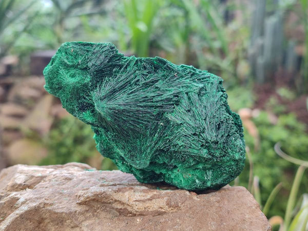 Natural Silky Malachite Specimens x 6 From Kasompe, Congo