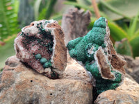 Natural Crystalline Ball Malachite and Quartz On Dolomite Matrix Specimens x 12 From Kambove, Congo