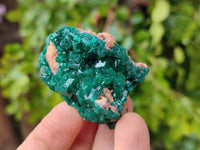 Natural Dioptase On Dolomite Specimens x 8 From Likasi, Congo