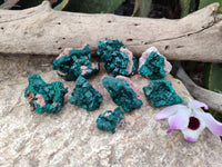 Natural Dioptase On Dolomite Specimens x 8 From Likasi, Congo