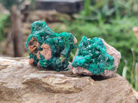 Natural Dioptase On Dolomite Specimens x 8 From Likasi, Congo