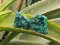Natural Dioptase On Dolomite Specimens x 8 From Likasi, Congo