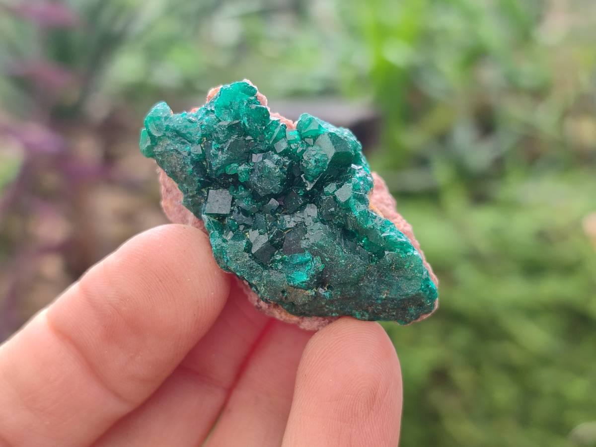 Natural Dioptase On Dolomite Specimens x 8 From Likasi, Congo - Toprock Gemstones and Minerals 