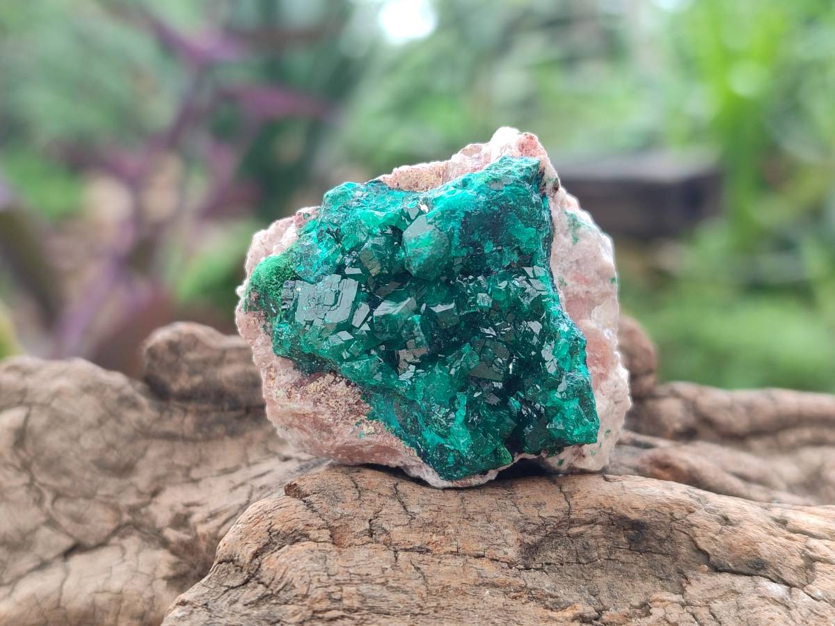 Natural Dioptase On Dolomite Specimens x 8 From Likasi, Congo - Toprock Gemstones and Minerals 