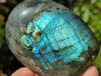 Polished Labradorite Standing Free Forms x 6 From Tulear, Madagascar