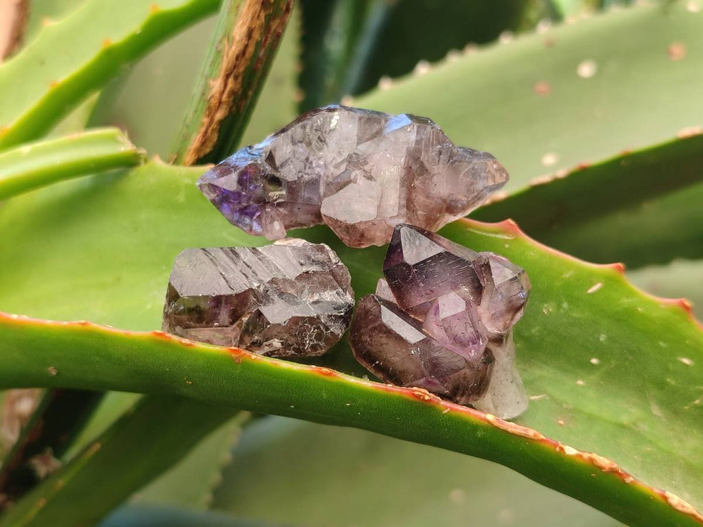 Natural Window Amethyst Crystals x 35 From Chiredzi, Zimbabwe - Toprock Gemstones and Minerals 