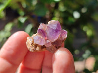 Natural Window Amethyst Crystals x 35 From Chiredzi, Zimbabwe