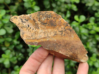 Natural Cobbed Picture Stone Jasper Specimens x 12 From Ais-Ais, Namibia