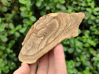 Natural Cobbed Picture Stone Jasper Specimens x 12 From Ais-Ais, Namibia