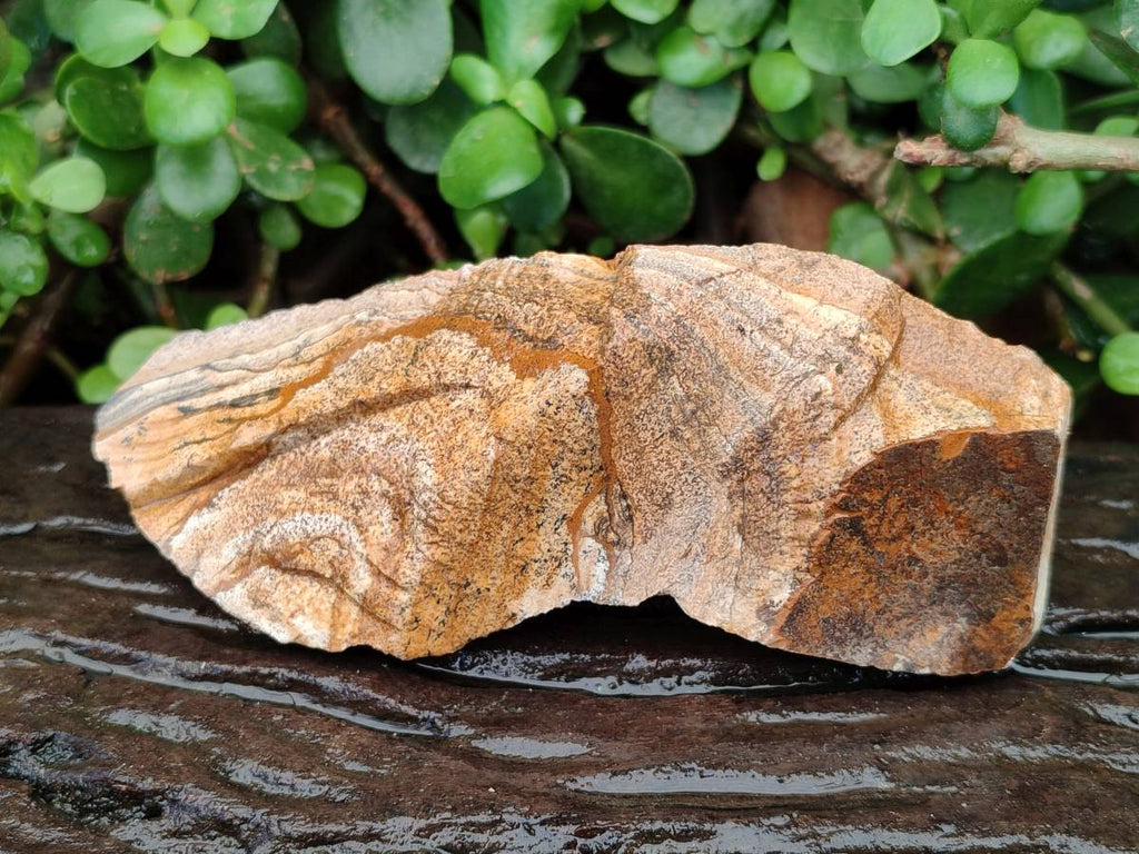 Natural Cobbed Picture Stone Jasper Specimens x 12 From Ais-Ais, Namibia - Toprock Gemstones and Minerals 