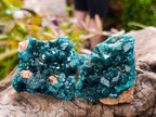 Natural Dioptase On Dolomite Specimens x 6 From Likasi, Congo - Toprock Gemstones and Minerals 