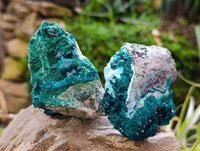 Natural Dioptase On Dolomite Specimens x 6 From Likasi, Congo