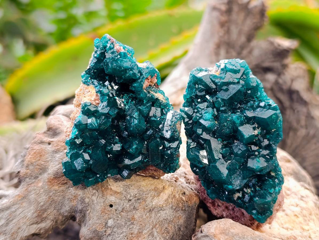 Natural Dioptase On Dolomite Specimens x 6 From Likasi, Congo - Toprock Gemstones and Minerals 