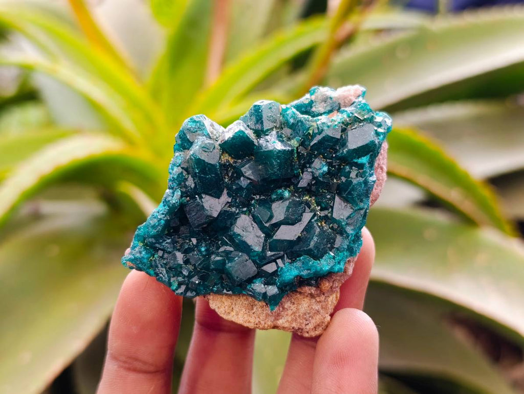 Natural Dioptase On Dolomite Specimens x 6 From Likasi, Congo - Toprock Gemstones and Minerals 