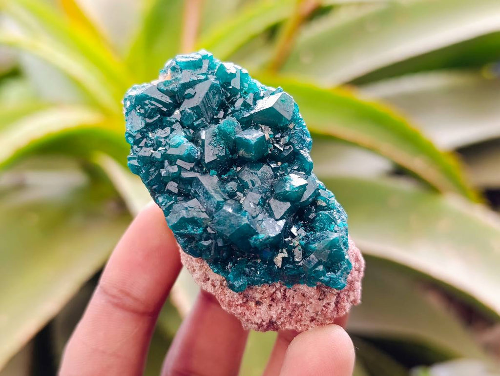 Natural Dioptase On Dolomite Specimens x 6 From Likasi, Congo - Toprock Gemstones and Minerals 