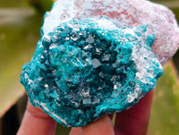 Natural Dioptase On Dolomite Specimens x 6 From Likasi, Congo