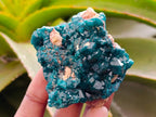 Natural Dioptase On Dolomite Specimens x 6 From Likasi, Congo - Toprock Gemstones and Minerals 