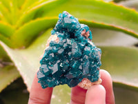 Natural Dioptase On Dolomite Specimens x 6 From Likasi, Congo