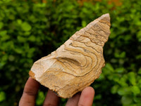 Natural Cobbed Picture Stone Jasper Specimens x 24 - From Ais-Ais, Namibia