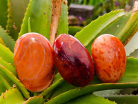 Polished Carnelian Agate Gemstone Galets x 12 From Madagascar