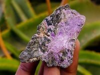 Natural Stichtite Cobbed Specimens x 2.24Kg Lot From Barberton, South Africa