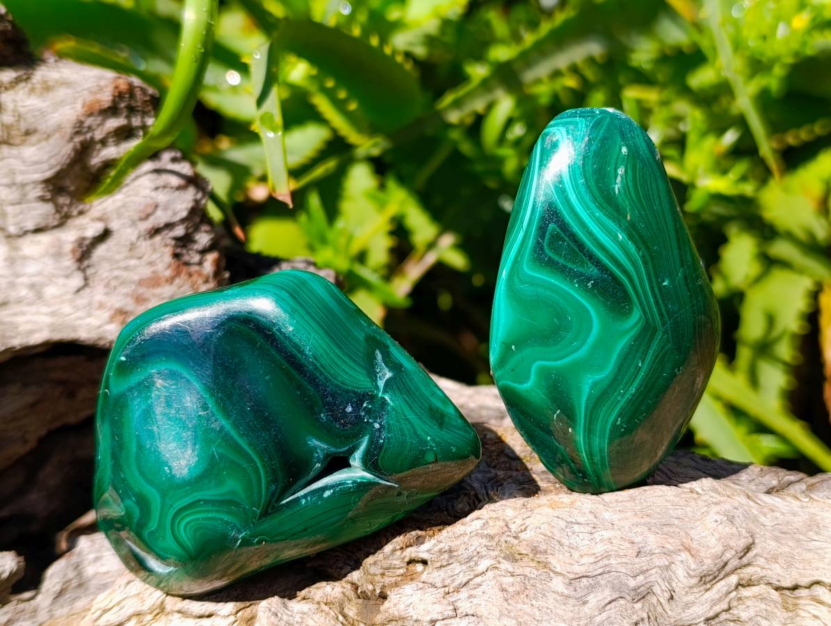 Polished Flower Banded Malachite Free Forms x 6 From Congo - Toprock Gemstones and Minerals 