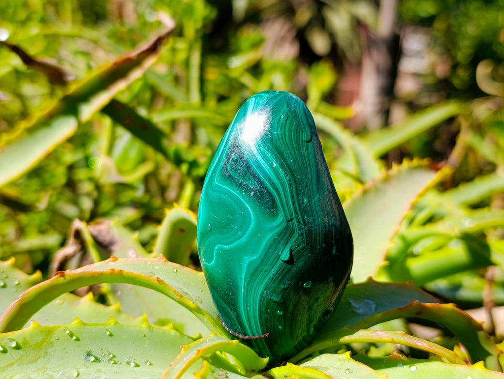 Polished Flower Banded Malachite Free Forms x 6 From Congo - Toprock Gemstones and Minerals 
