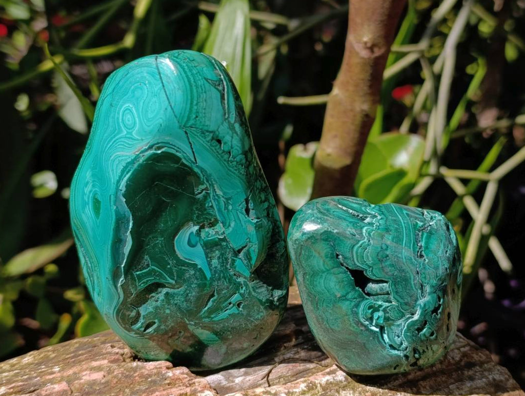 Polished Flower Banded Malachite Free Forms x 6 From Congo - Toprock Gemstones and Minerals 
