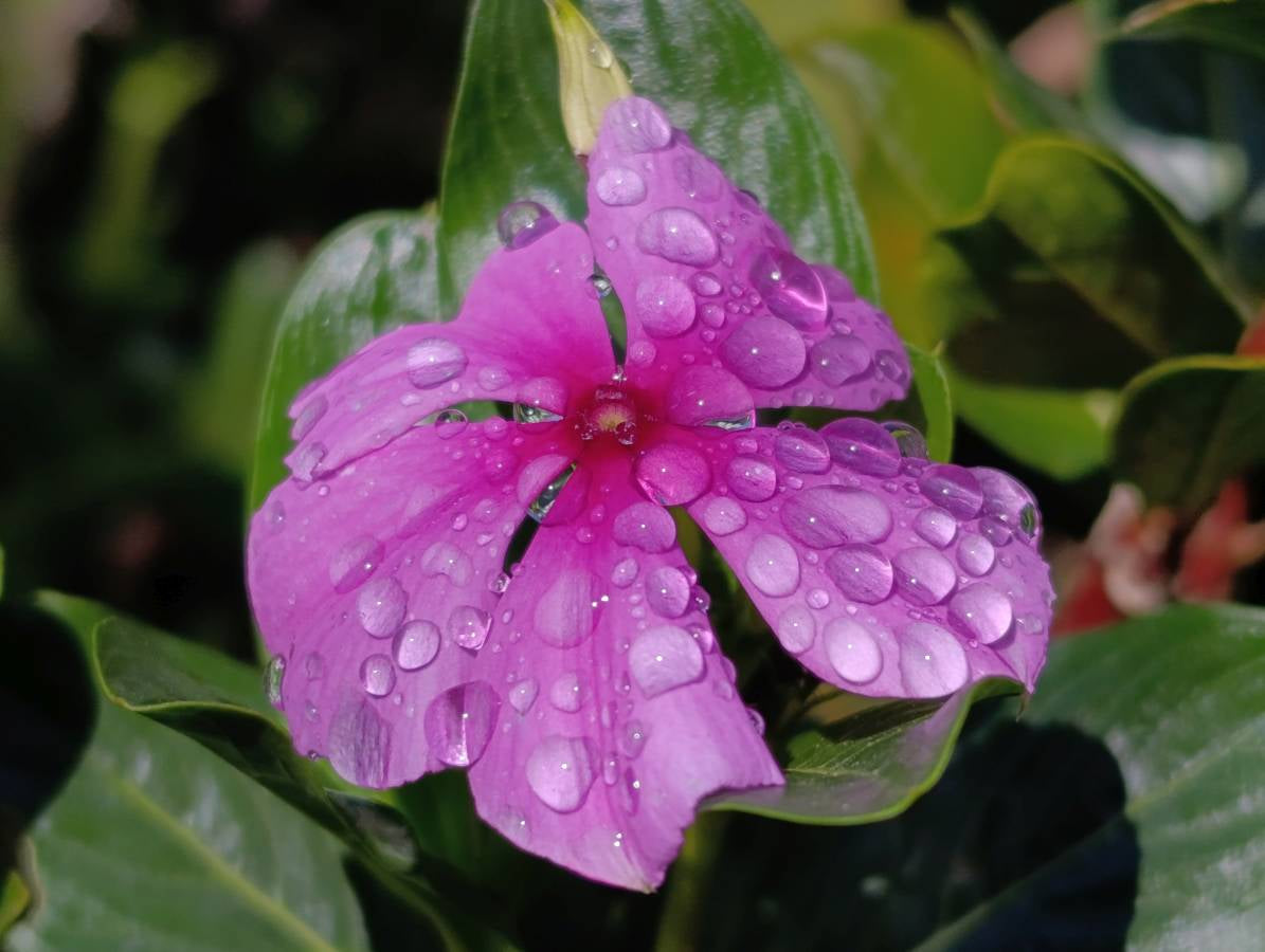 Polished Double Terminated Clear Quartz Crystals x 7 From Madagascar - Toprock Gemstones and Minerals 